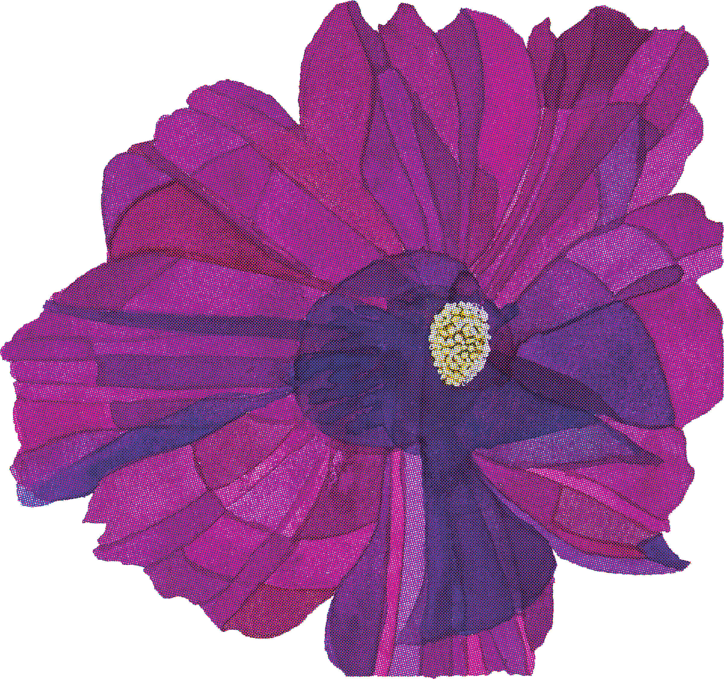West Texas cosmos, watercolour painting by Kerry Hugins (avl) 