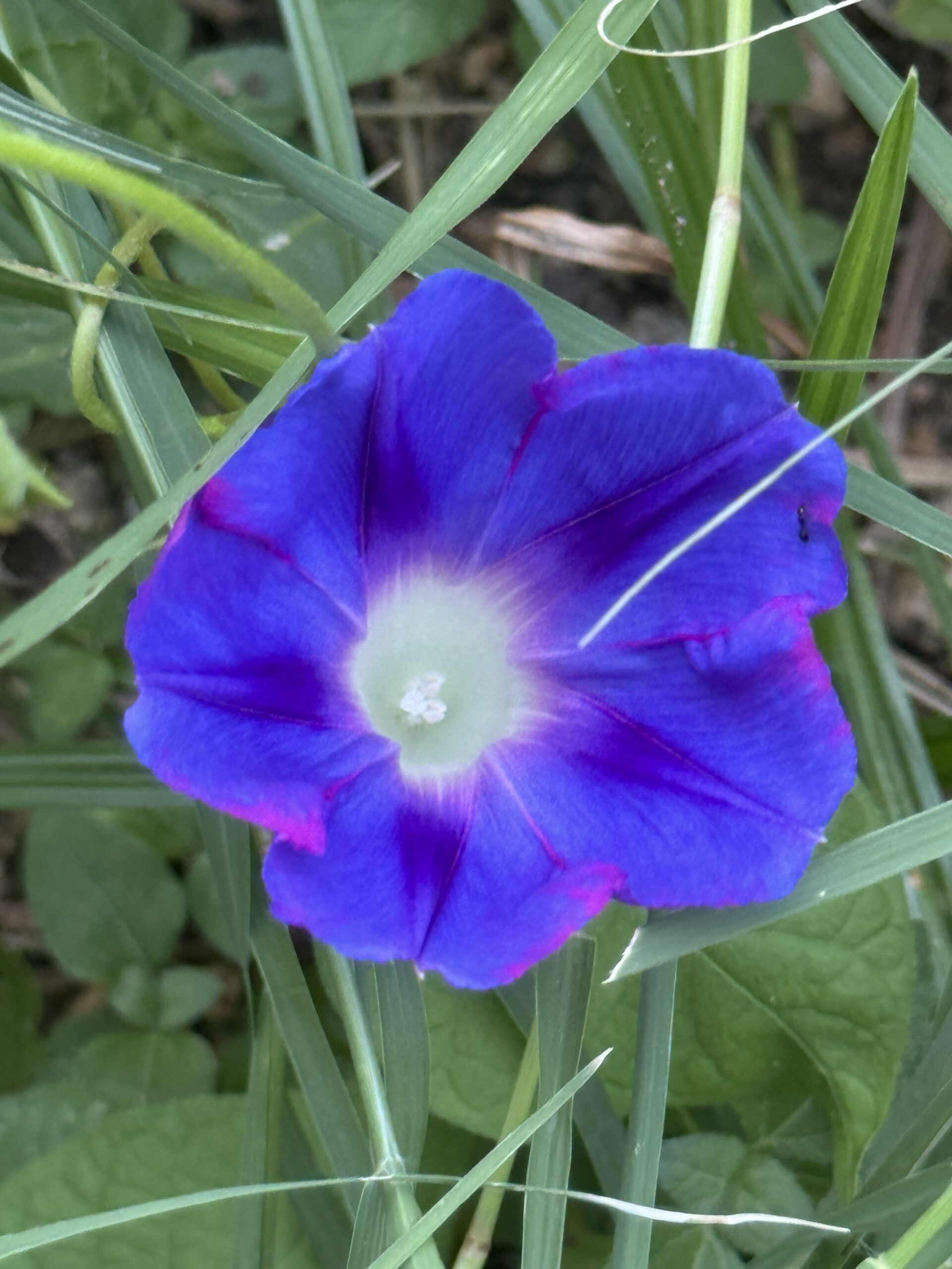 morning glory in Kerry's garden
