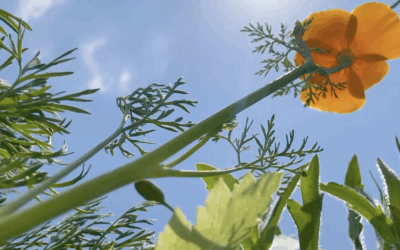 “Go and Sit with the Flowers” at Cult of Happy, Lockhart Texas