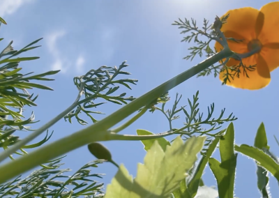 still of my garden